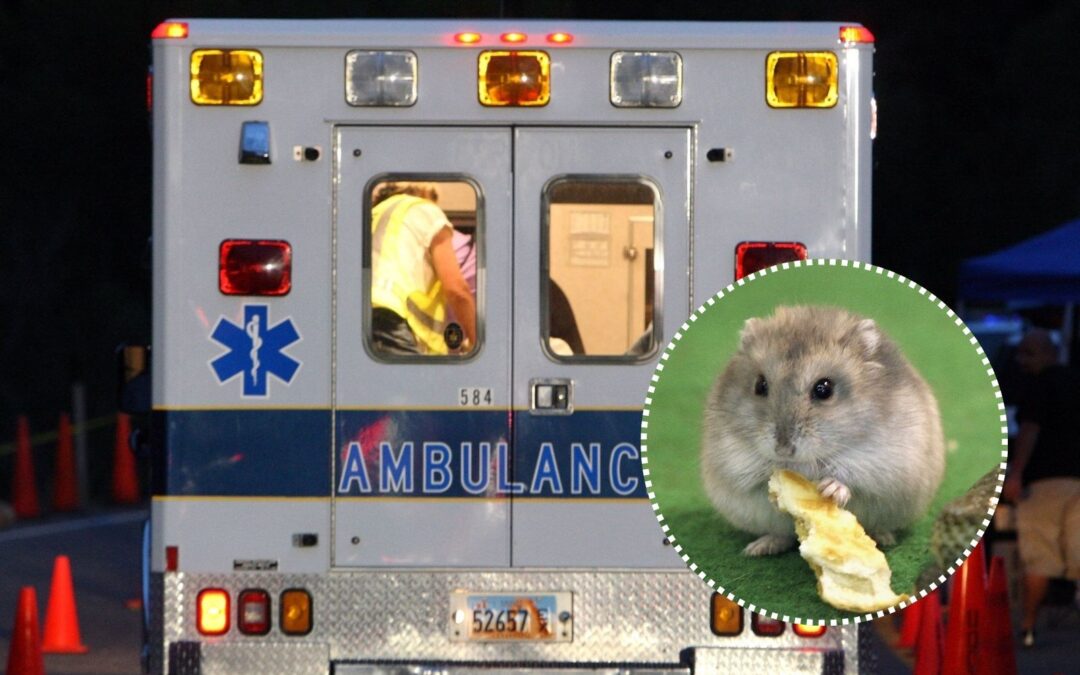 Man Almost Dies After Being Bitten by Family Hamster